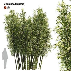竹子 竹林
